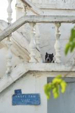 Bodrum, Turkey. April 23rd 2022 Cute dog and traditional local Turkish Architecture in Bodrum Old
