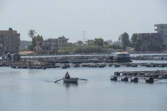 Rosetta, Egypt. June 27th 2024 An Egyptian boatman rows across the River Nile past fish farms in