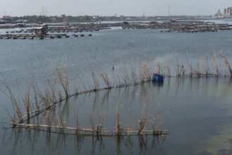 Reed fish traps a typical method of fishing near the fish farms of Rashid on the River Nile,
