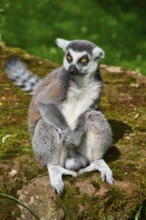 A lemur sits quietly on a stone covered with moss, Ring-tailed Lemur (Lemur catta), France