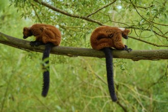 Two lemurs sitting quietly back to back on a branch in the greenery, Red ruffed lemur (Varecia