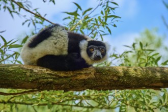 A curious lemur looks down from a branch, surrounded by green vegetation and blue sky,