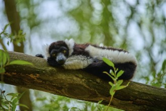 A lemur lies relaxed on a branch amidst green leaves, surrounded by natural vegetation,