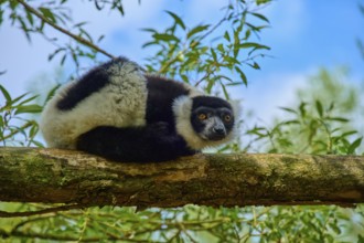 A lemur looks with interest from a branch, surrounded by lush greenery and blue sky,