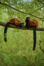 Red lemurs resting on a branch surrounded by lush greenery and branches, Red ruffed lemur (Varecia