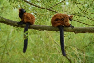 Lemurs sitting relaxed on a branch and looking in different directions, Red ruffed lemur (Varecia