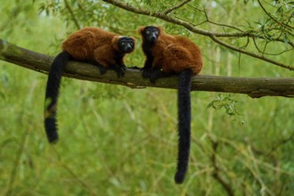 Two red lemurs sitting attentively on a branch in a green environment, Red ruffed lemur (Varecia