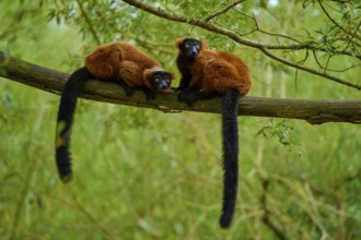 Two red lemurs resting relaxed on a branch surrounded by green nature, Red ruffed lemur (Varecia