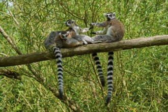 Three lemurs relaxing on a branch surrounded by green foliage, Ring-tailed Lemur (Lemur catta),