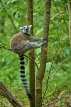 A lemur looks from a tree with attentive eyes into the green jungle, Ring-tailed Lemur (Lemur
