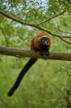 Cautious red lemur lying on branch, surrounded by forest, Red ruffed lemur (Varecia rubra), France