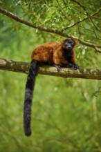 Red lemur sitting vigil on branch in dense forest, Red ruffed lemur (Varecia rubra), France