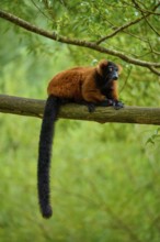 Red lemur lying relaxed on branch, surrounded by green forest, Red ruffed lemur (Varecia rubra),