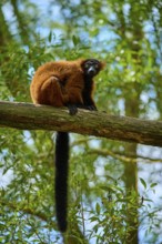 Attentive red lemur sitting on branch surrounded by forest, Red ruffed lemur (Varecia rubra),