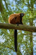 Red ruffed lemur looking curiously from a branch surrounded by green forest, Red ruffed lemur