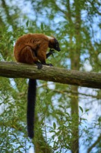 Red lemur sitting on branch in forest surrounded by green foliage, Red ruffed lemur (Varecia