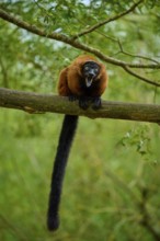 Screaming red lemur sitting on branch surrounded by forest, Red ruffed lemur (Varecia rubra),