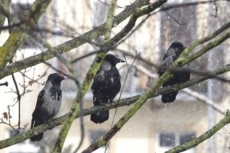 Crows on a tree in winter, snowfall, Germany