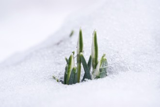 Snowdrops in snow, winter, Germany