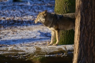 A wolf standing next to tree trunks in a cold, snowy forest, winter, wolf (Canis lupus), Germany