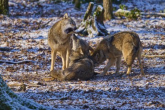 Three wolves in a snowy forest in a social interaction, winter, wolf (Canis lupus), Germany