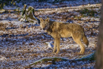 A wolf roams through the snow-covered forest in the winter sunlight, Winter, Wolf (Canis lupus),
