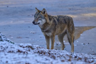 A wolf stands sideways in the snow and looks attentively into the distance, winter, wolf (Canis