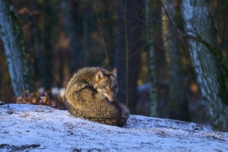 A sleeping wolf is curled up in the snow-covered forest, winter, wolf (Canis lupus), Germany