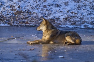A wolf lies quietly on an icy surface, surrounded by snow, Winter, Wolf (Canis lupus), Germany
