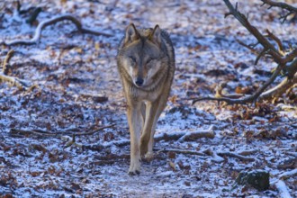 A lone wolf approaches along a snow-covered path in a winter forest, Winter, Wolf (Canis lupus),