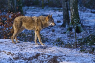 A single wolf stands on a snow hill in the forest, surrounded by a barren winter landscape, Winter,