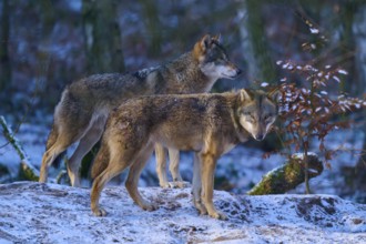 Two wolves on a snowy hill surrounded by trees in late evening light, winter, wolf (Canis lupus),