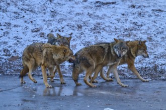 Four wolves running together across a patch of ice in a cold environment, winter, wolf (Canis