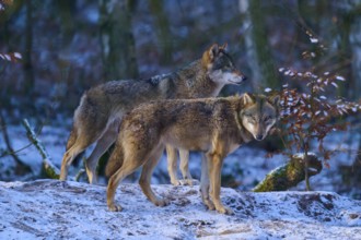 Two wolves standing in the winter forest on a snow-covered hill in the twilight, winter, wolf