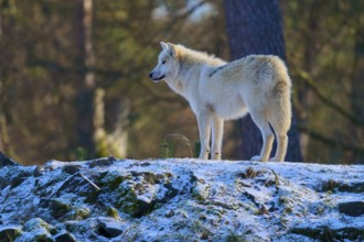 A white wolf stands at attention on a snow-covered rock surrounded by trees, winter, Arctic wolf