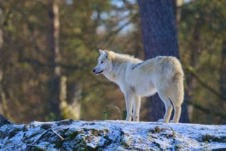 A white wolf gazes into the distance from a rock in a snowy forest, winter, Arctic wolf (Canis