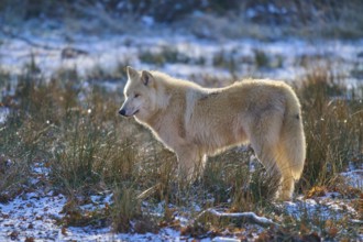 A white wolf stands in a snow-covered meadow, surrounded by grasses in winter light, winter, Arctic