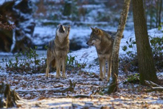 Two wolves standing on snow-covered forest floor, surrounded by winter trees, Winter, Wolf (Canis