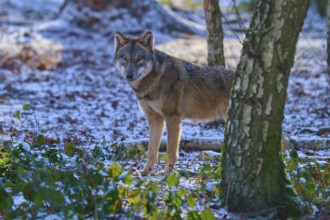 A wolf stands behind a tree in a snowy forest and watches attentively, Winter, Wolf (Canis lupus),