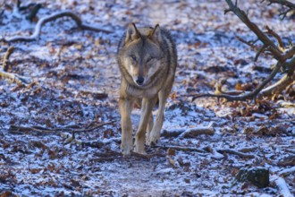 A wolf walks carefully on a snowy path through the wintry surroundings, Winter, Wolf (Canis lupus),