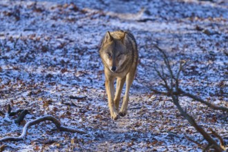 A lone wolf walks on a snow-covered forest path through the wintry landscape, Winter, Wolf (Canis