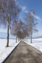 A snowy avenue flanked by tall birch trees stretching under a blue sky, Swabian Jura,