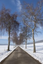 A birch alley with tall, bare trees under a clear sky, Swabian Jura, Baden-Württemberg, Germany