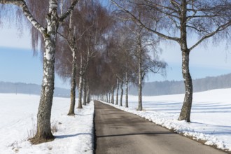 Birch-lined avenue in snowy landscape under clear blue sky, Swabian Jura, Baden-Württemberg,