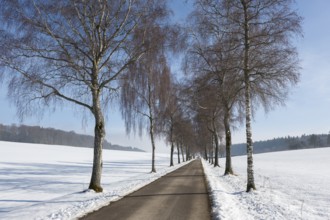 Snowy birch tree alley with bare branches under a clear sky, peaceful winter atmosphere, Swabian