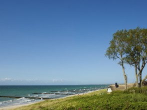 Coastal scene, blooming plants in the foreground, with a thatched building, Ahrenshoop, Baltic Sea,
