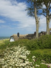Coastal scene, blooming plants in the foreground, with a thatched building, Ahrenshoop, Baltic Sea,