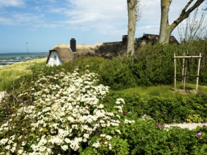 Coastal scene, blooming plants in the foreground, with a thatched building, Ahrenshoop, Baltic Sea,