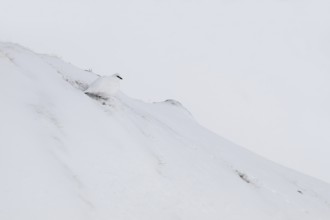 Rock ptarmigan (Lagopus mutus) in winter dress, Hafelekar, Karwendel mountains, Tyrol, Austria