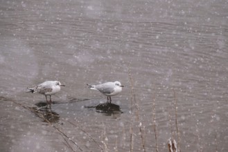 Seagulls in water during snowfall, winter, Germany